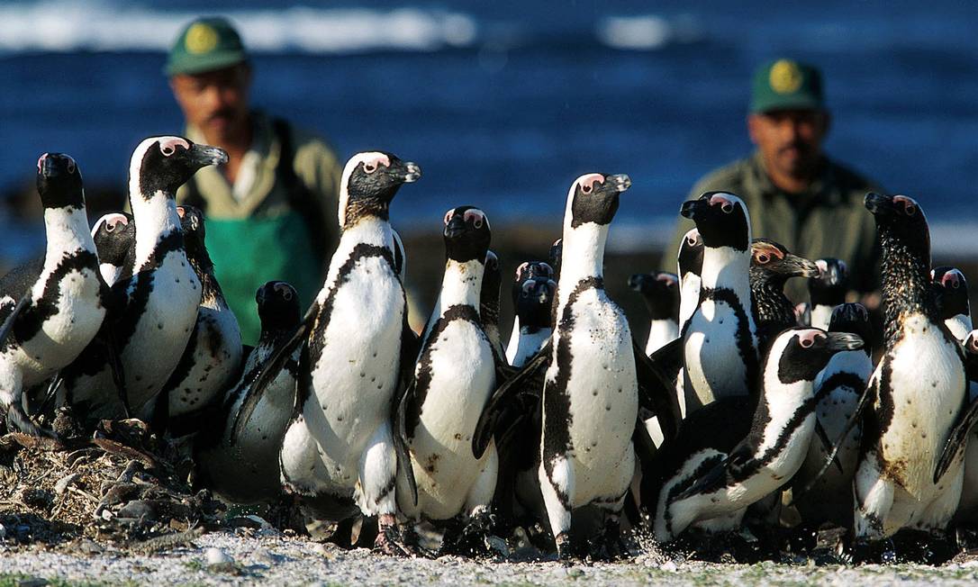 Grupo de pinguins africanos, ameaçados de extinção Foto: Jon Hrusa / REUTERS