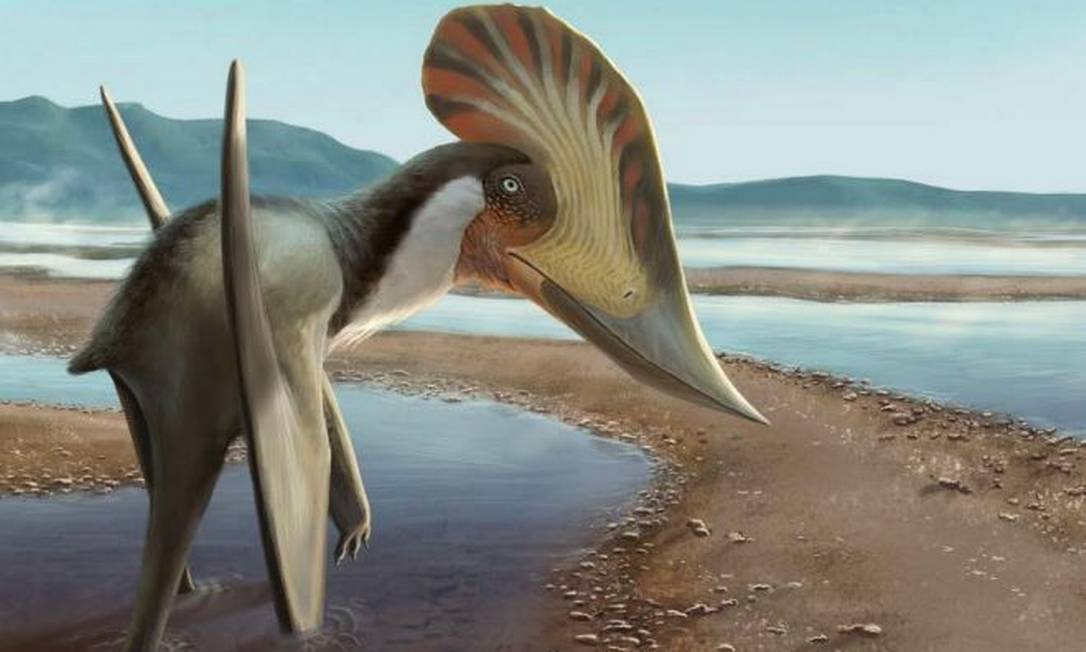 Kariridraco dianae foi descoberto no nordeste do Brasil e possibilitou a identificação da origem de família de pterossauros Foto: Júlia D'Oliveira