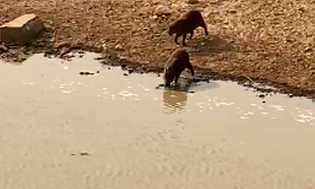 Animais se refrescam em poça formada com ajuda de caminhão-pipa no Pantanal Foto: Reprodução