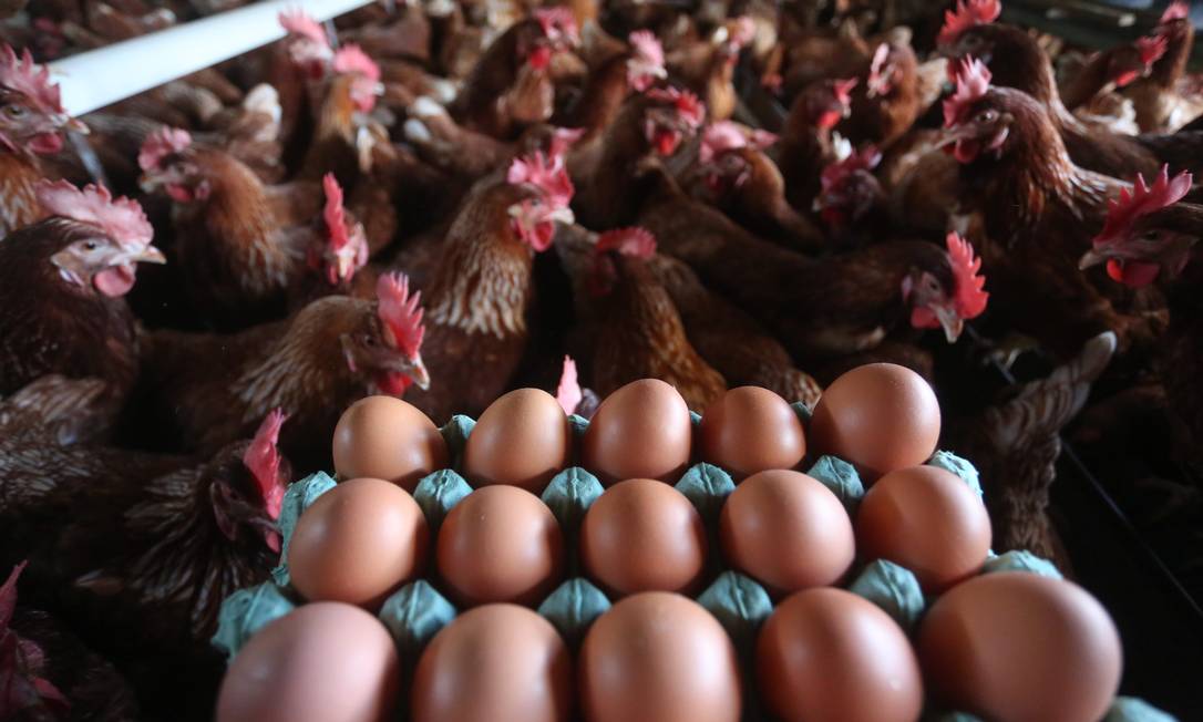 Na foto, cultivo das galinhas sem o uso de gaiolas Foto: Custódio Coimbra / Agência O Globo