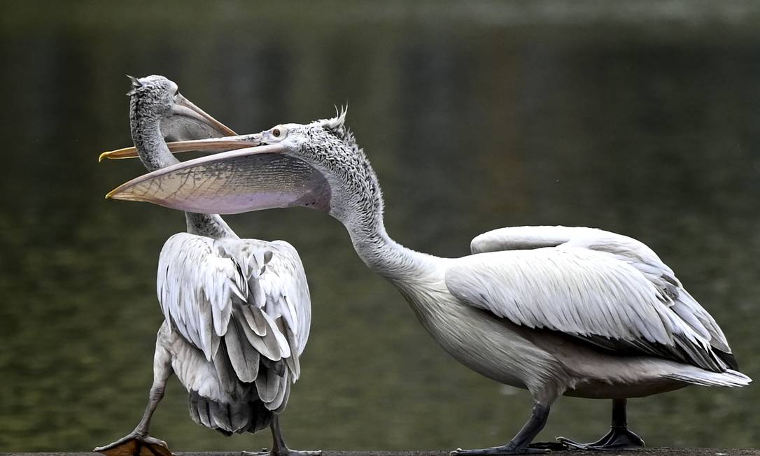Pelican with a red bill on the shore of an artificial lake in Colombo Photo: Ishara S. Kodikara / AF