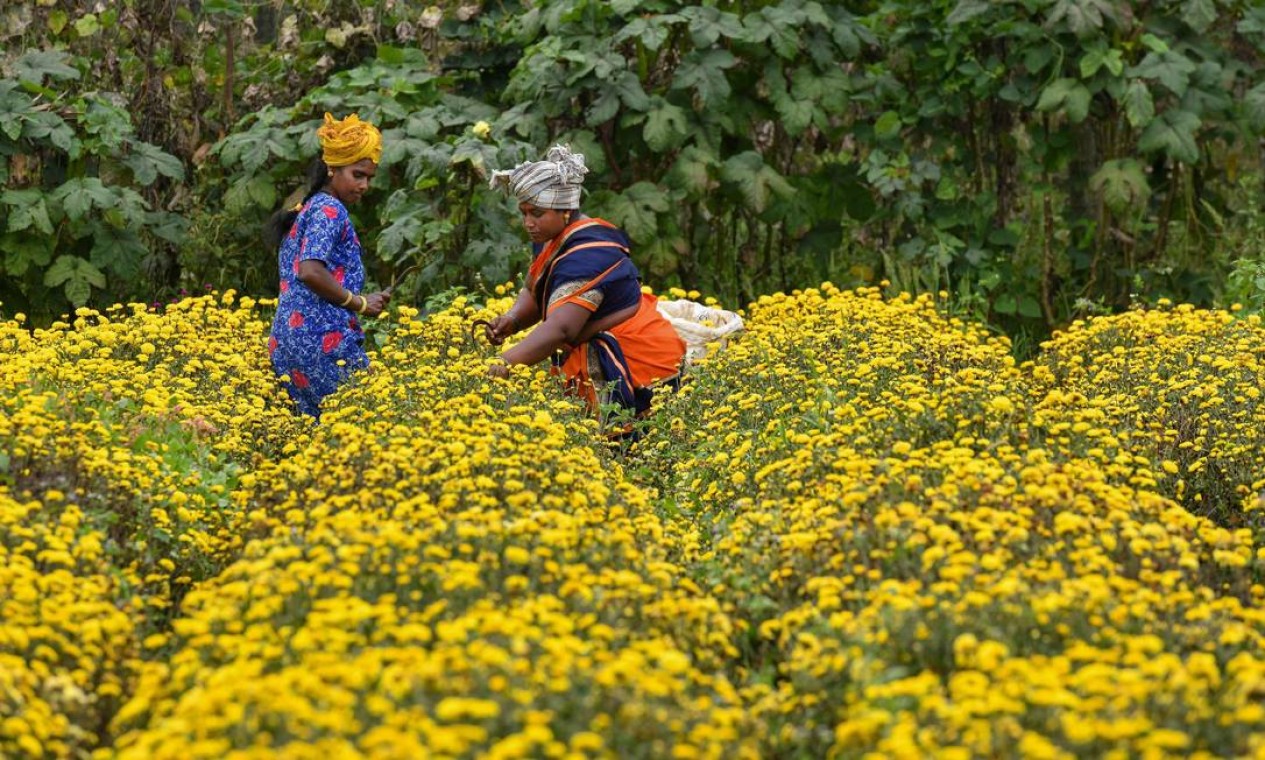 Agricultores colhem flores de crisântemo em um campo nos arredores de Bangalore, na Índia Foto: MANJUNATH KIRAN / AFP