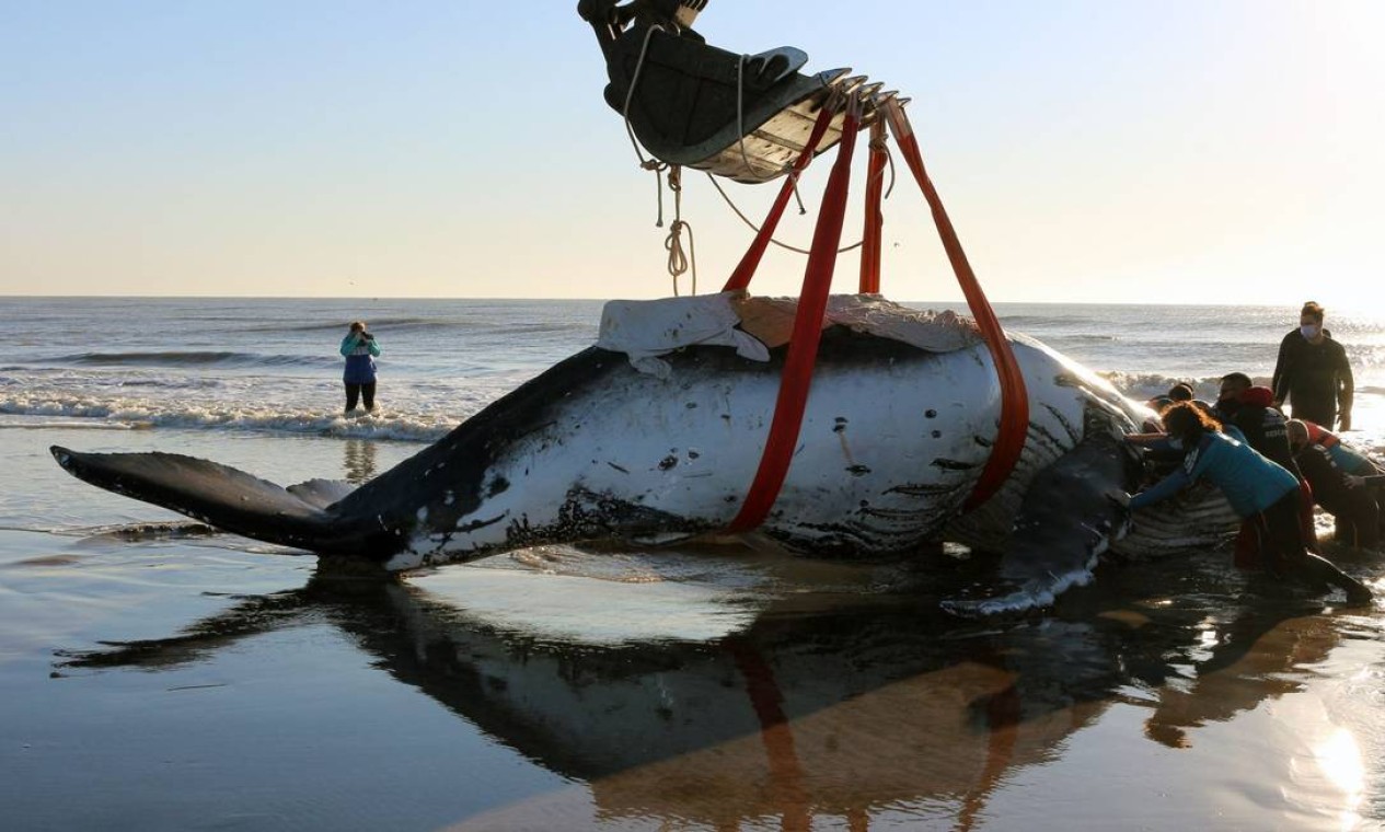 Baleia-jubarte encalhada (Megaptera novaeangliae) em Lucila del Mar, província de Buenos Aires. Durante as últimas 48 horas, dois encalhes incomuns de baleias-jubarte foram registrados no local – ambas foram devolvidas ao mar com sucesso Foto: - / AFP
