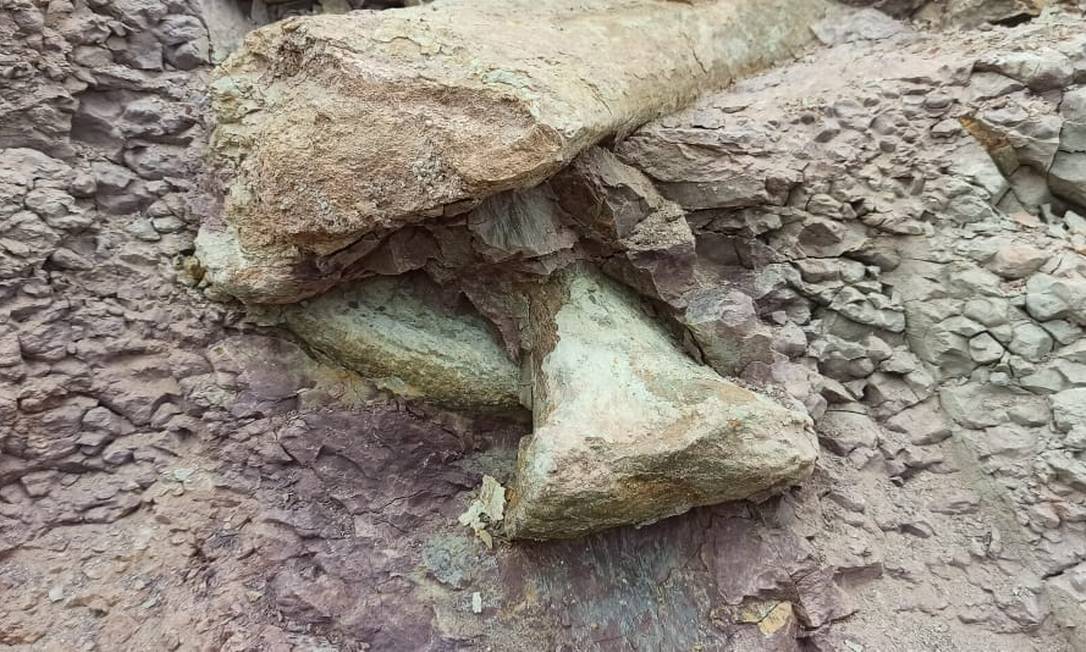 Fósseis de dinossauro foram achados no Maranhão Foto: Divulgação / Brado
