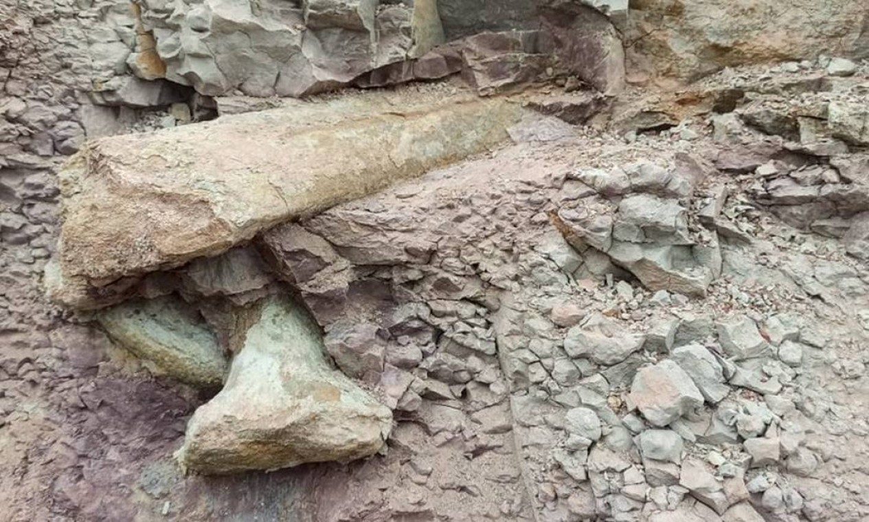Ossos são de possível titanossauro e pode revelar vestígios sobre a passagem dos saurópodes no Brasil, no período Cretáceo Foto: Divulgação / Brado