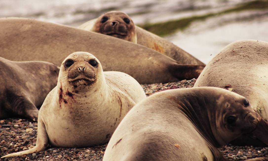 Colônia de lobos-marinhos na Península Valdés, na província de Chubut, no sul da Argentina Foto: Divulgação