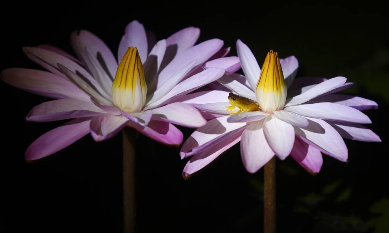 Fauna e flora. Perereca-de-colete vocalizando em flor de ninfeia (à direita) Foto: Fabio Rossi / Agência O Globo