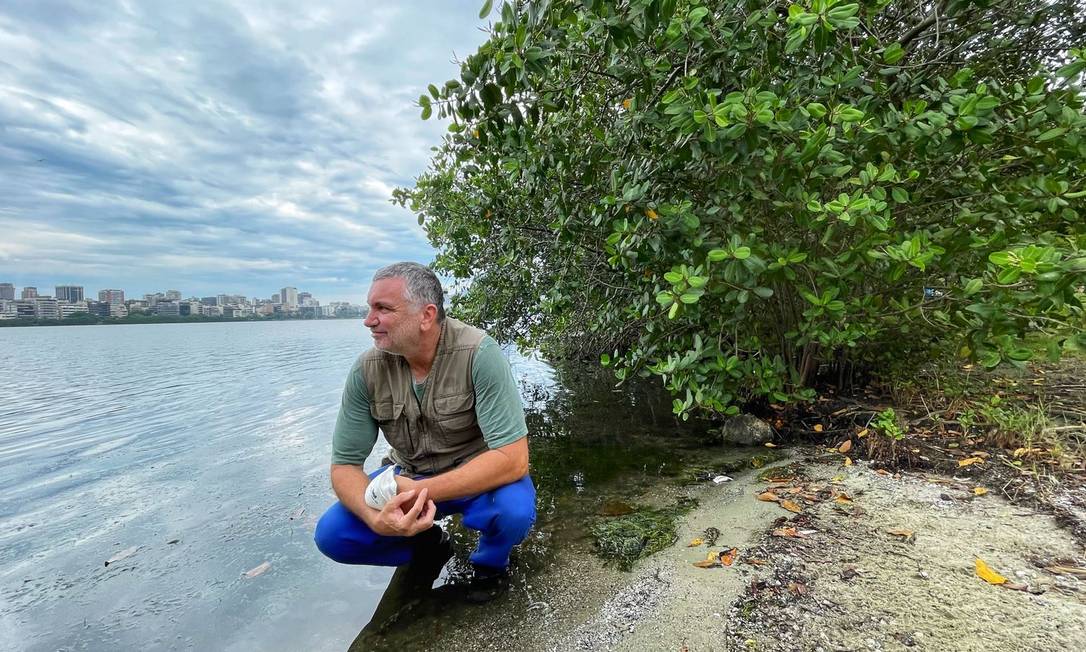 O biólogo Mario Moscatelli em mangue com a primeira espécie de mangue a ser plantada no local, há 32 anos Foto: Ana Branco / Agência O Globo