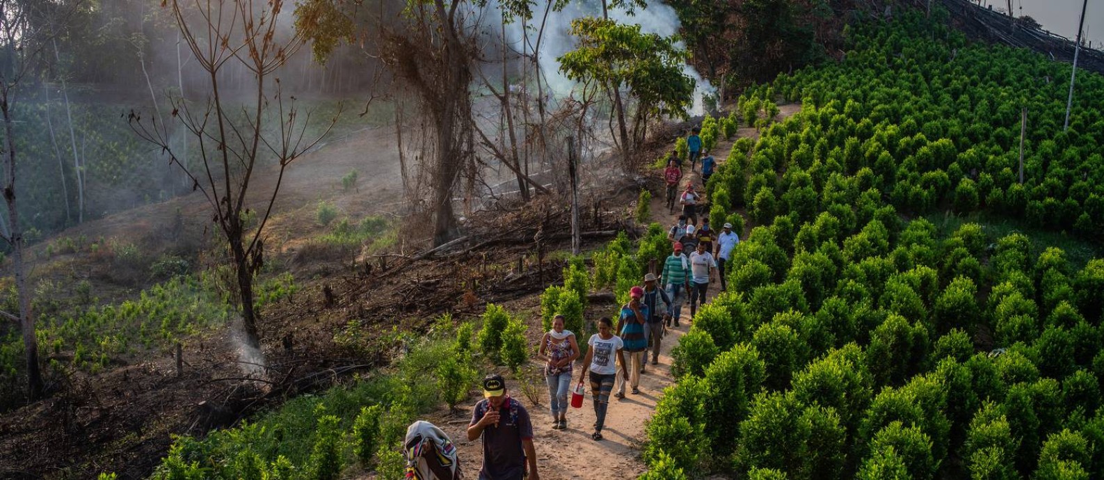  Agricultores em plantação de folha de coca na cidade colombiana de La Paz, no departamento de Cesar, no Norte do país, onde grupos criminosos substituíram a antiga guerrilha
Foto: FEDERICO RIOS / NYT