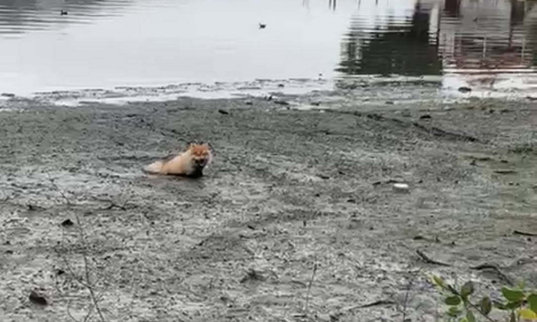 O chow-chow Bob, que caiu na lama e foi resgatado por um ciclista, na Lagoa Foto: Reprodução