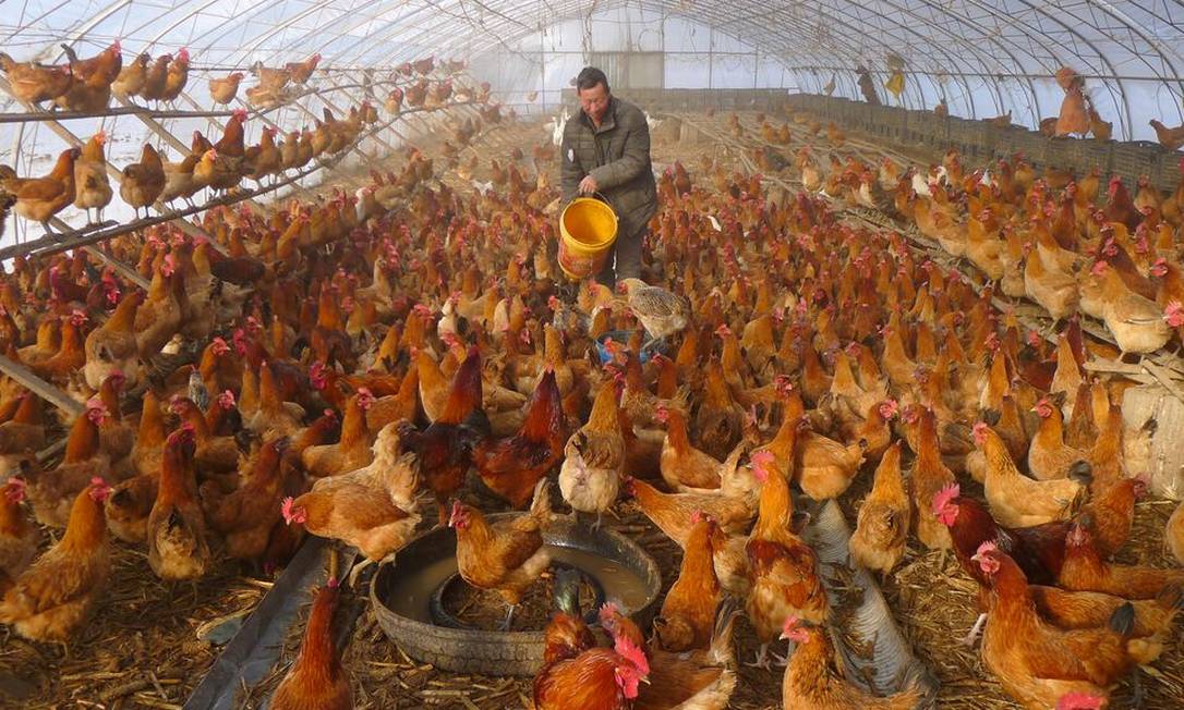 Muitas cepas diferentes de gripe aviária estão presentes na China, e algumas infectam pessoas esporadicamente, geralmente que trabalham com aves. Foto: REUTERS/Stringer