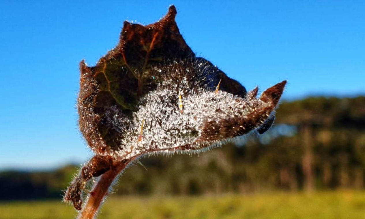 Gotículas congeladas são vistas sobre folha seca Foto: Mycchel Legnaghi / Agência O Globo
