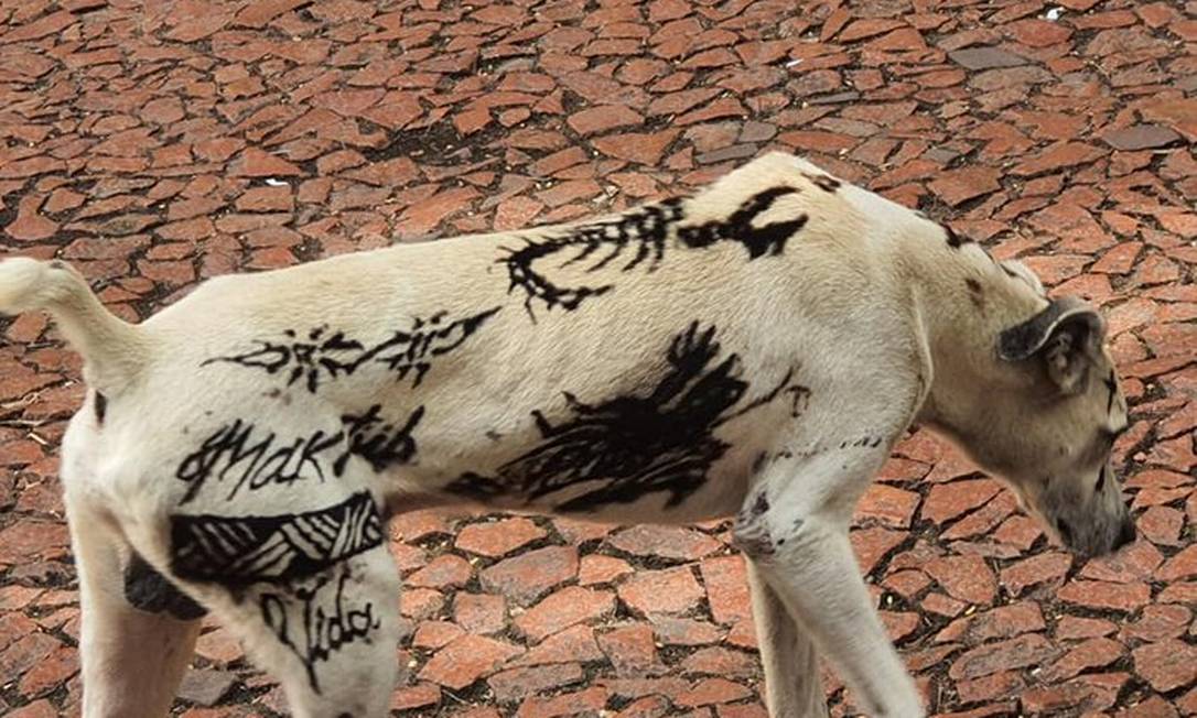 Donos fizeram pinturas de henna em cão, em Porto Alegre Foto: Reprodução