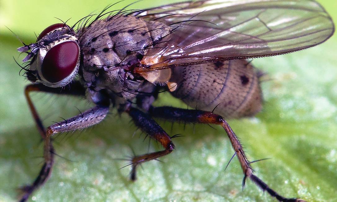 Mapeamento do cérebro da mosca pode fornecer uma visão sobre como outros cérebros, incluindo o de seres humanos, processam informações sensoriais e as traduzem em ações. Foto: Unsplash