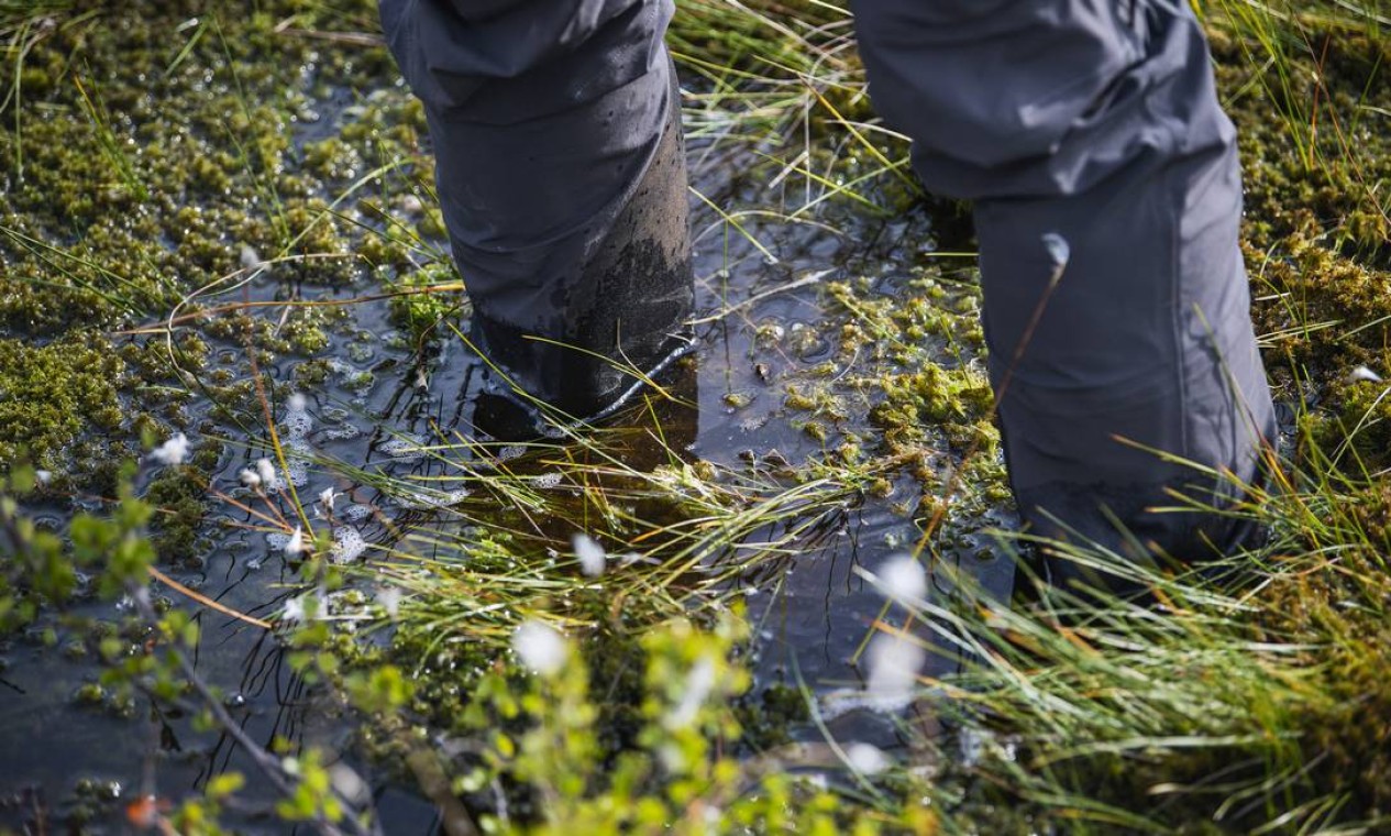 Bolhas de metano sobem à superfície da água no pântano de Stordalen, no norte da Suécia. Embora permaneça no ar por apenas 12 anos, em vez de séculos, como é o caso do CO2, o metano tem um efeito estufa 25 vezes maior Foto: Jonathan Nackstrand / AFP