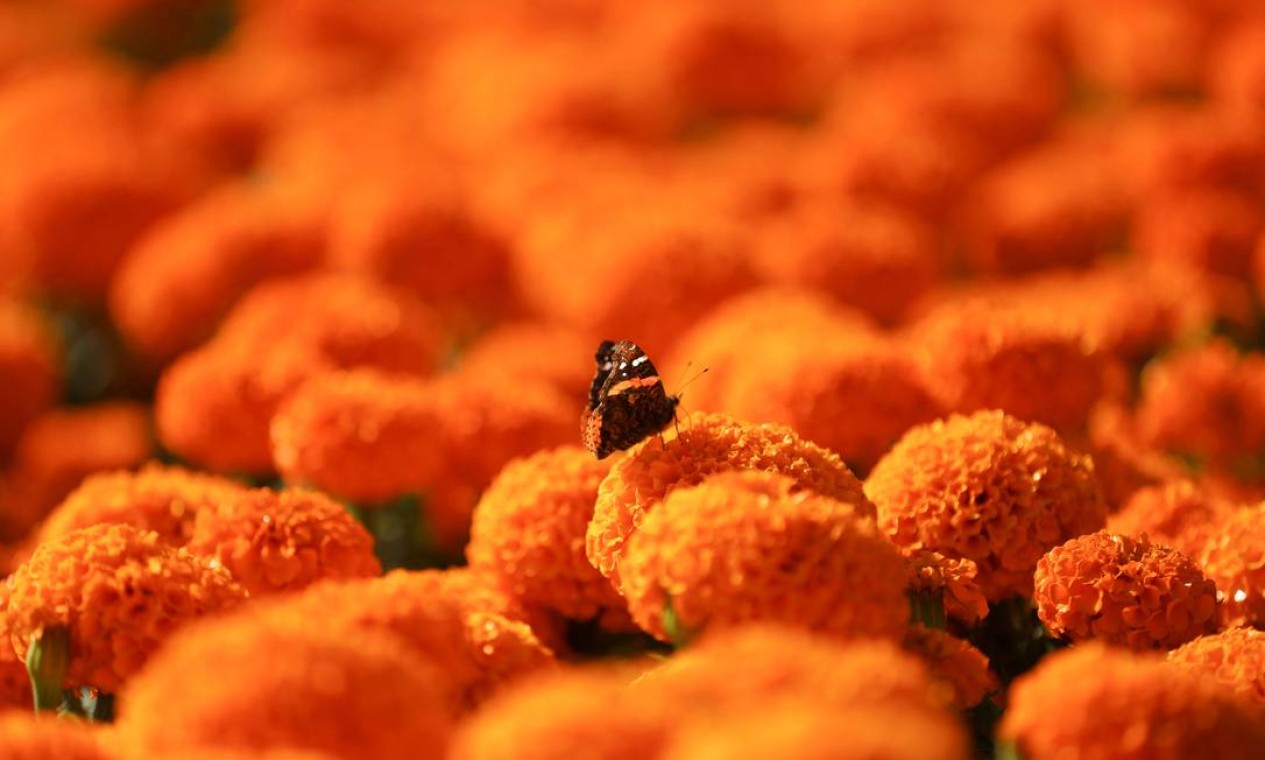 Uma borboleta é retratada em um calêndula Cempasuchil, a flor usada durante as celebrações do Dia dos Mortos do México no viveiro San Luis Tlaxialtemalco, em Xochimilco, nos arredores da Cidade do México, México 28 de outubro de 2021. REUTERS / Edgard Garrido REFILE - REMOVENDO MENÇÃO DE ESPÉCIES DE BORBOLETA TPX IMAGENS DO DIA Foto: EDGARD GARRIDO / REUTERS