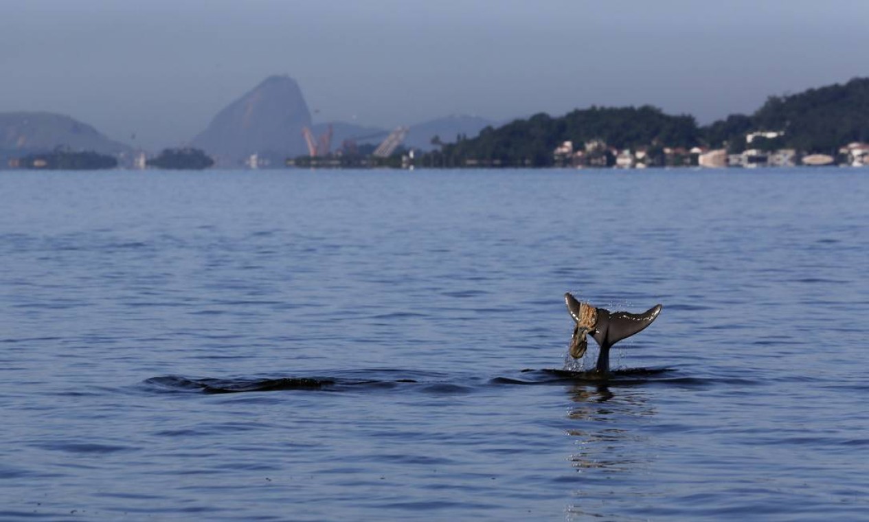 A foto 'Boto na Baía de Guanabara' levou o Prêmio Petrobras em 2015: após três horas de barco no mar em local onde os animais se concentram, o flagrante do plástico preso à cauda Foto: Custódio Coimbra / Agência O Globo