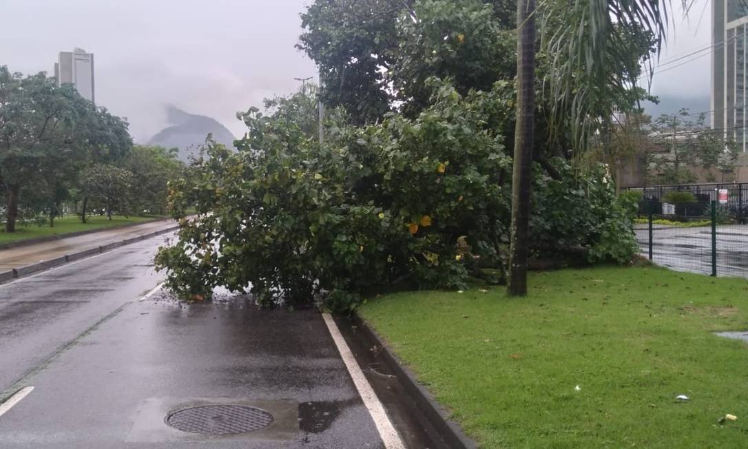 Uma árvore caiu na Avenida Abelardo Bueno, no sentido av. Salvador Allende, na Barra da Tijuca Foto: Centro de Operações Rio