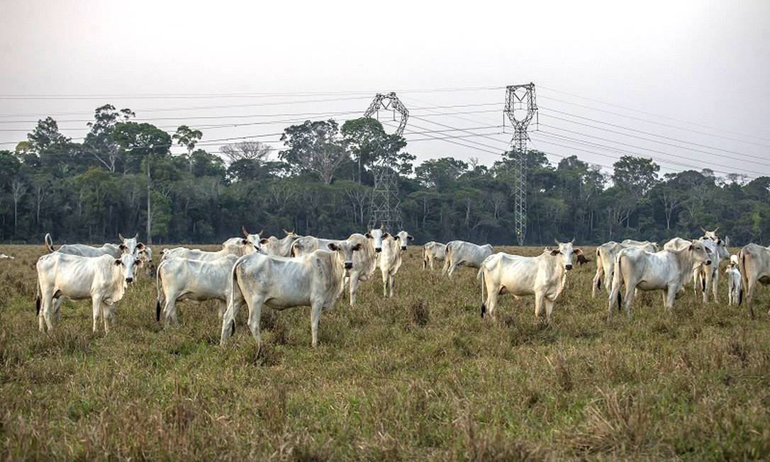 Criação de gado em Porto Velho (RO). O Brasil emite 14,5 milhões de toneladas de metano na agropecuária. Deste volume, 97% vêm de fermentação entérica — o arroto do boi — e manejo de dejetos de animais Foto: Edilson Dantas / O Globo/17-09-2021