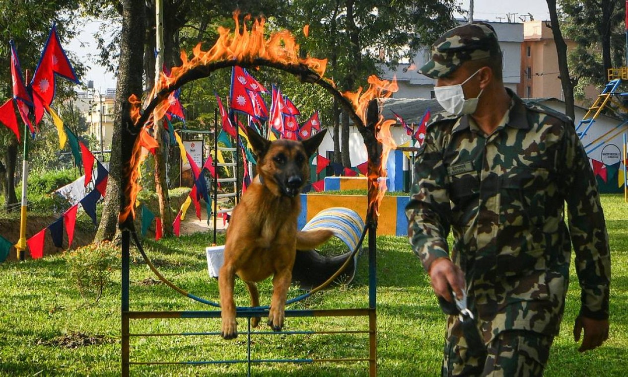 Adestrador de cães do Exército do Nepal participa de exibição de cães durante um evento para marcar o festival Hindu Tihar Foto: PRAKASH MATHEMA / AFP