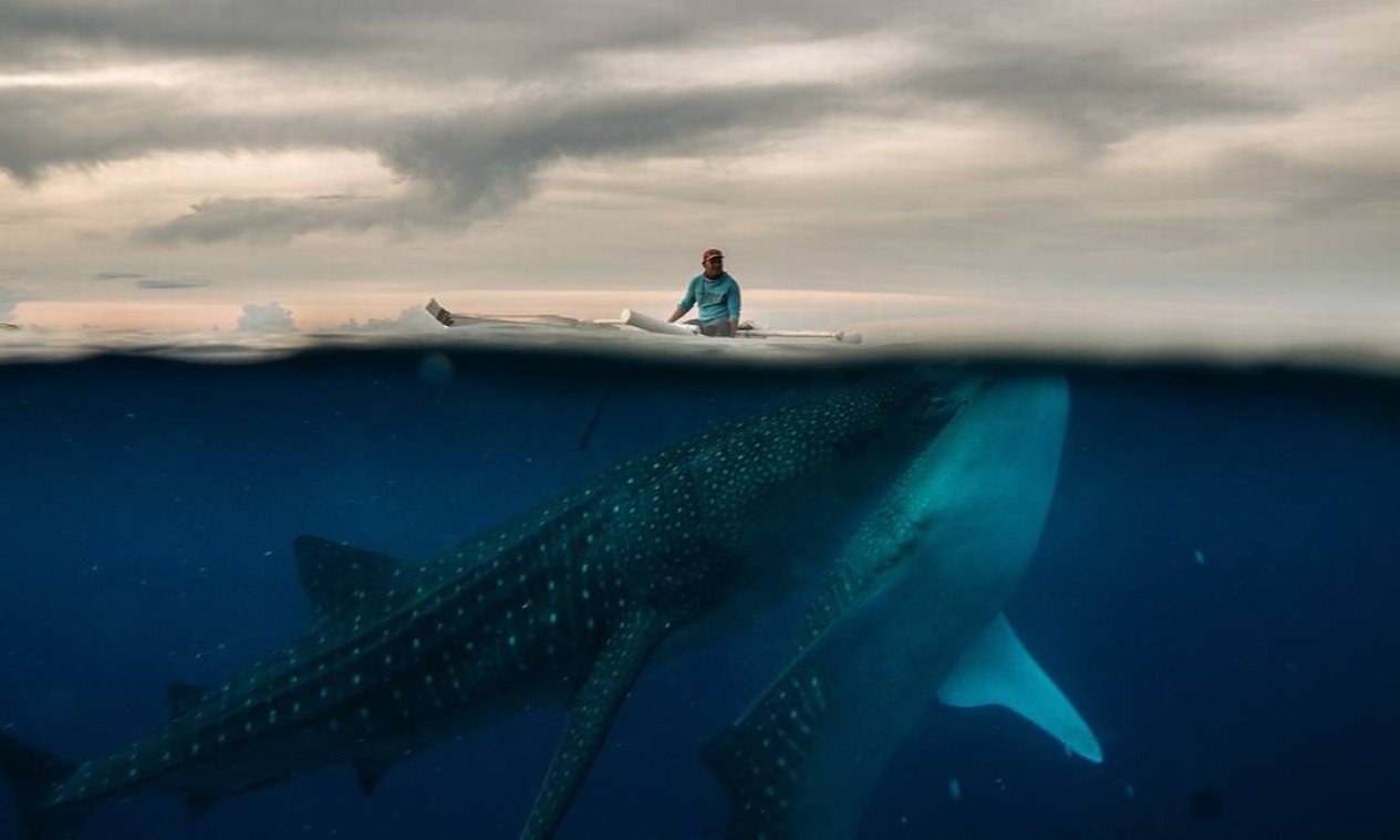 Um pescador alimenta tubarões-baleia nas águas do vilarejo de Tan-Awan, na província de Cebu, nas Filipinas Foto: Hannah Reyes Morales / The New York Times