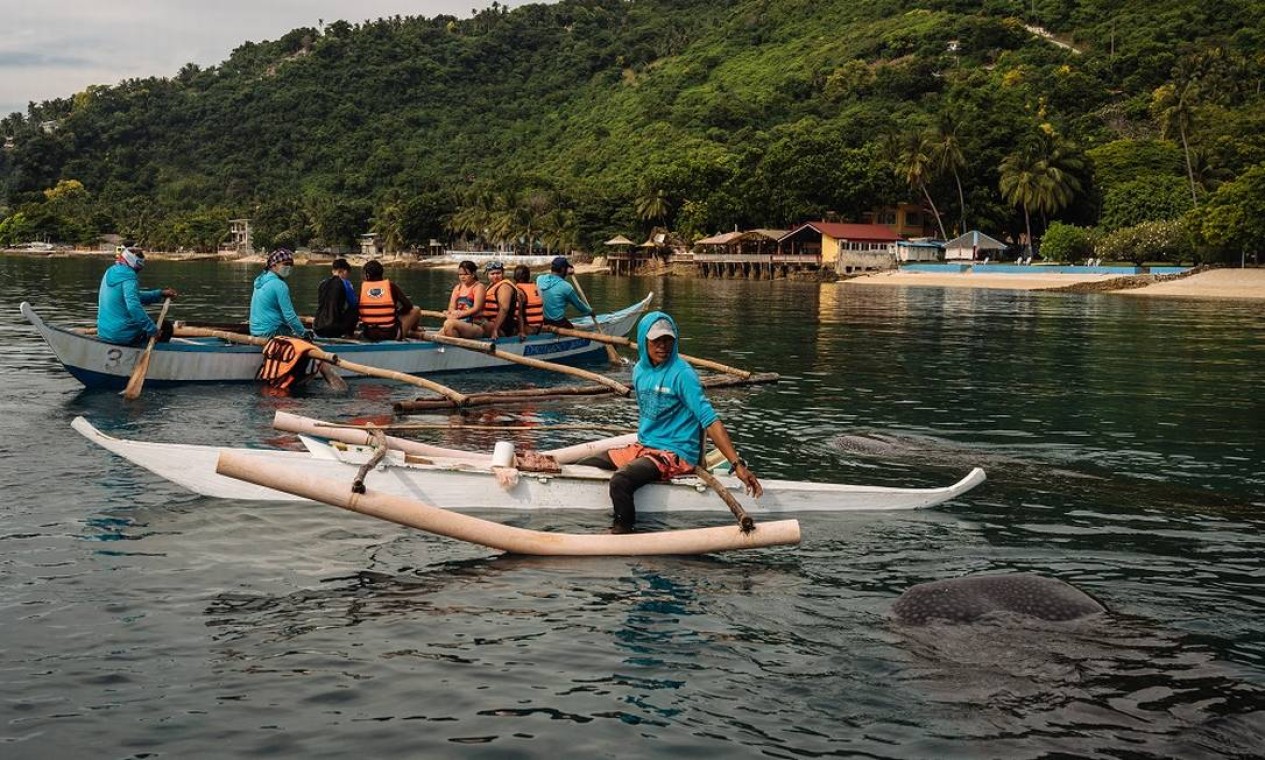 Lorene de Guzman e outros pescadores de Tan-Awan, nas Filipinas, alimentam tubarões-baleia, cuja presença nos arredores do vilarejo atrai turistas de várias partes do globo Foto: Hannah Reyes Morales / The New York Times