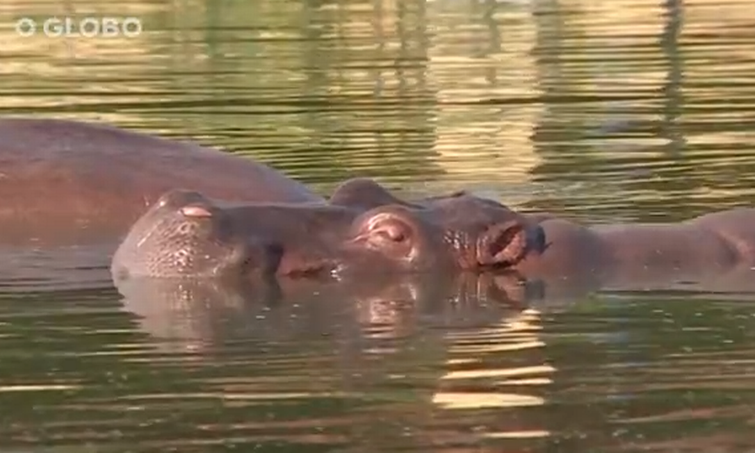 Batalha judicial visa determinar futuro dos Hipopótamos importados da África por Pablo Escobar Foto: Reprodução/AFP TV