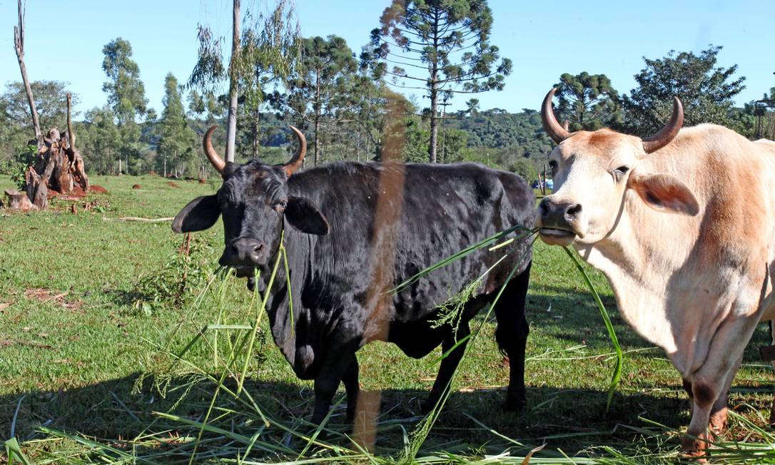 Embargo chinês à carne bovina brasileira, devido ao registro de dois casos de vaca louca, completa dois meses. Foto: Parceiro / Agência O Globo