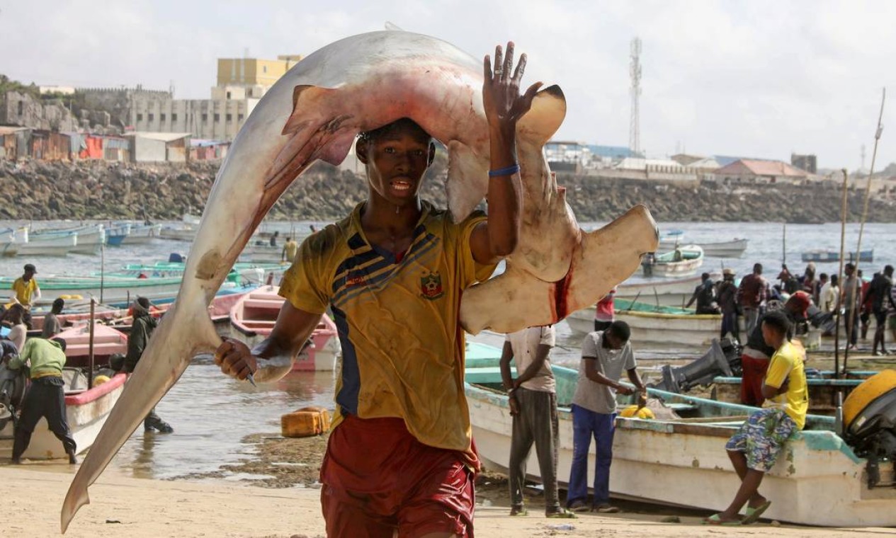 Osman Abdulahi carrega tubarão-martelo, na praia de Orobo em Hamarweyne, distrito de Mogadíscio, Somália Foto: FEISAL OMAR / REUTERS