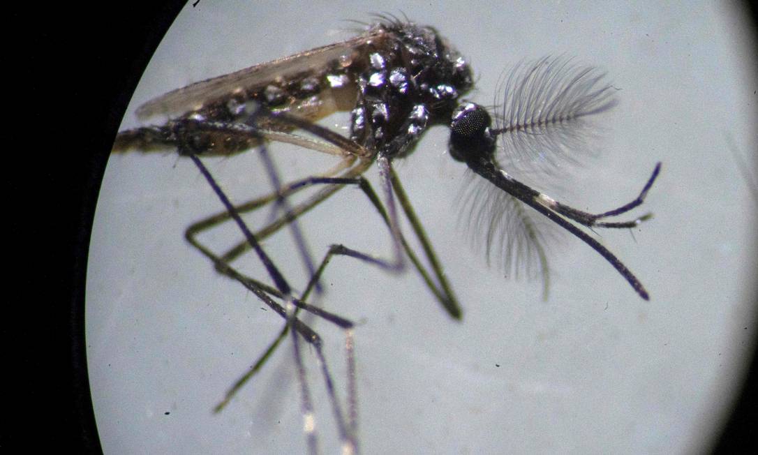 Mosquito Aedes aegypti é visto em microscópio no laboratório da Fundação Oswaldo Cruz no Rio de Janeiro Foto: Mauro Pimentel / AFP