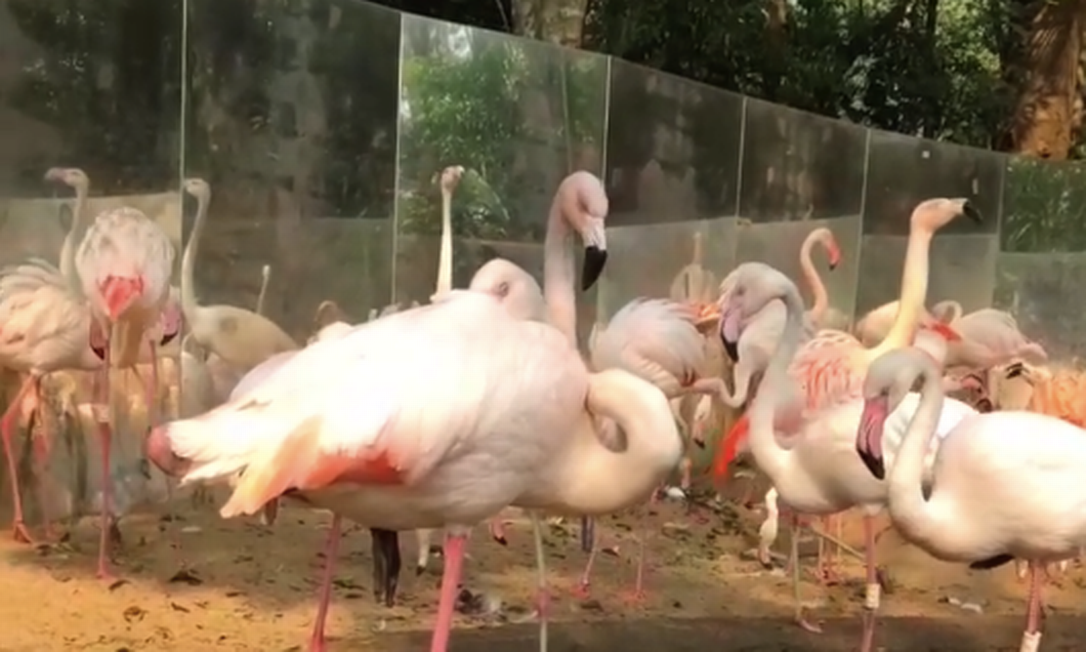 Local onde vivia colônia de flamingos, no Parque das Aves Foto: Divulgação