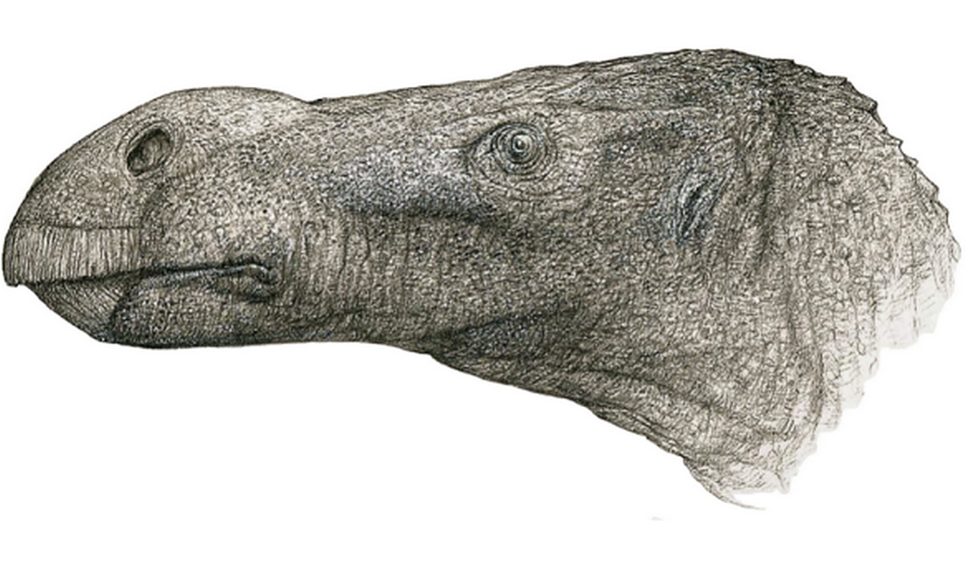 Nova espécie de dinossauro Brighstoneus foi encontrada enquanto doutorando catalogava fósseis armazenados há 43 anos Foto: Reprodução/divulgação/John Sibbick