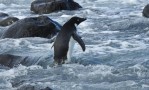 Pinguins 'assaltam' restaurante de sushi na Nova Zelândia, Natureza