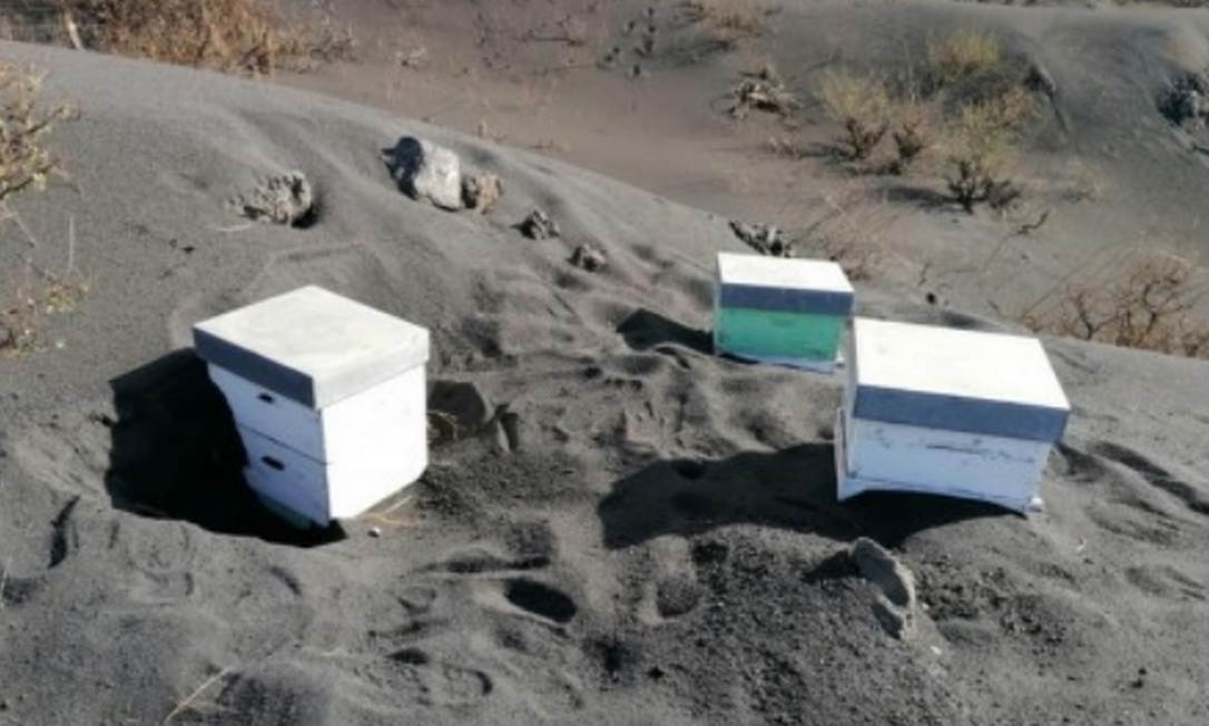 Abelhas sobrevivem após quase 50 dias enterradas sob as cinzas do vulcão Cumbre Vieja, nas Ilhas Canárias Foto: Reprodução/Apicultores de la Palma/EFE