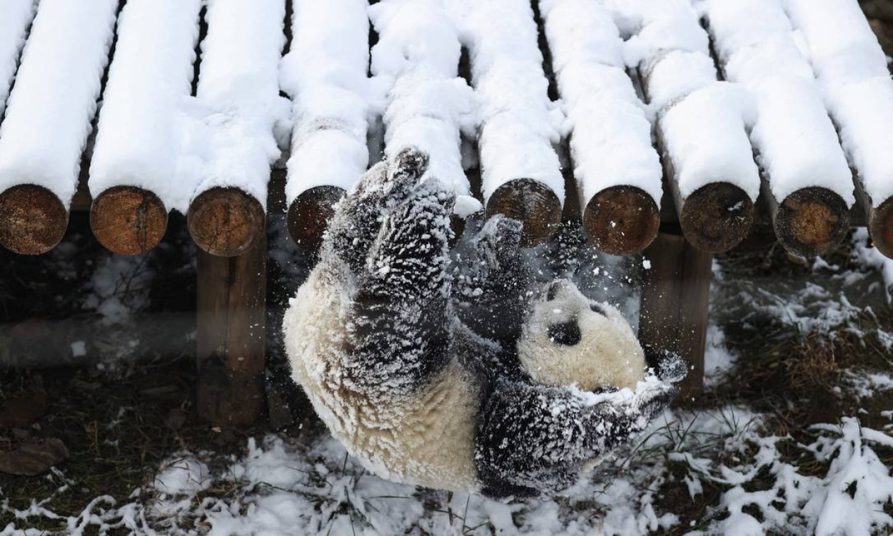 Um panda cai de uma plataforma enquanto brinca em seu recinto após a nevasca em Xian, na província de Shaanxi, no norte da China Foto: STR / AFP