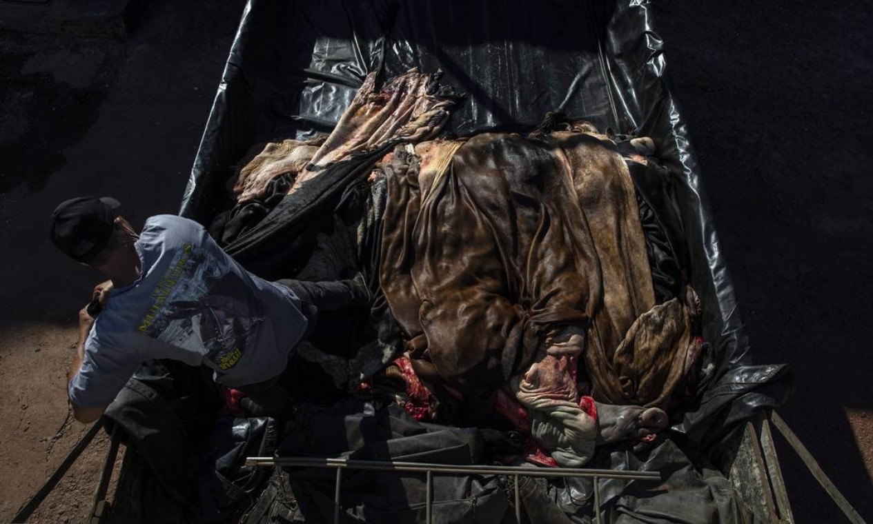 Fragmentos de pele de bovinos destinados a curtumes na Amazônia são manipulados por funcionário Foto: VICTOR MORIYAMA / NYT