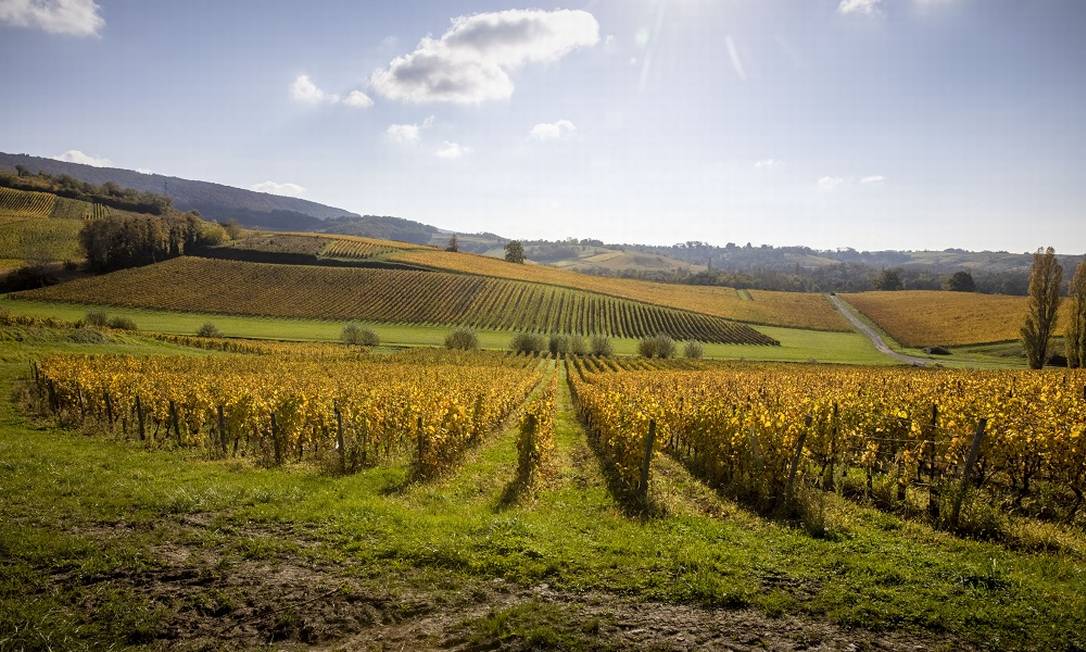 A vinícola Domaine Maire & Fils vineyards perdeu 40% de sua safra devido a mofo e a doenças nas plantas, na comuna de Arbois, na França Foto: Reto Albertalli / The New York Times
