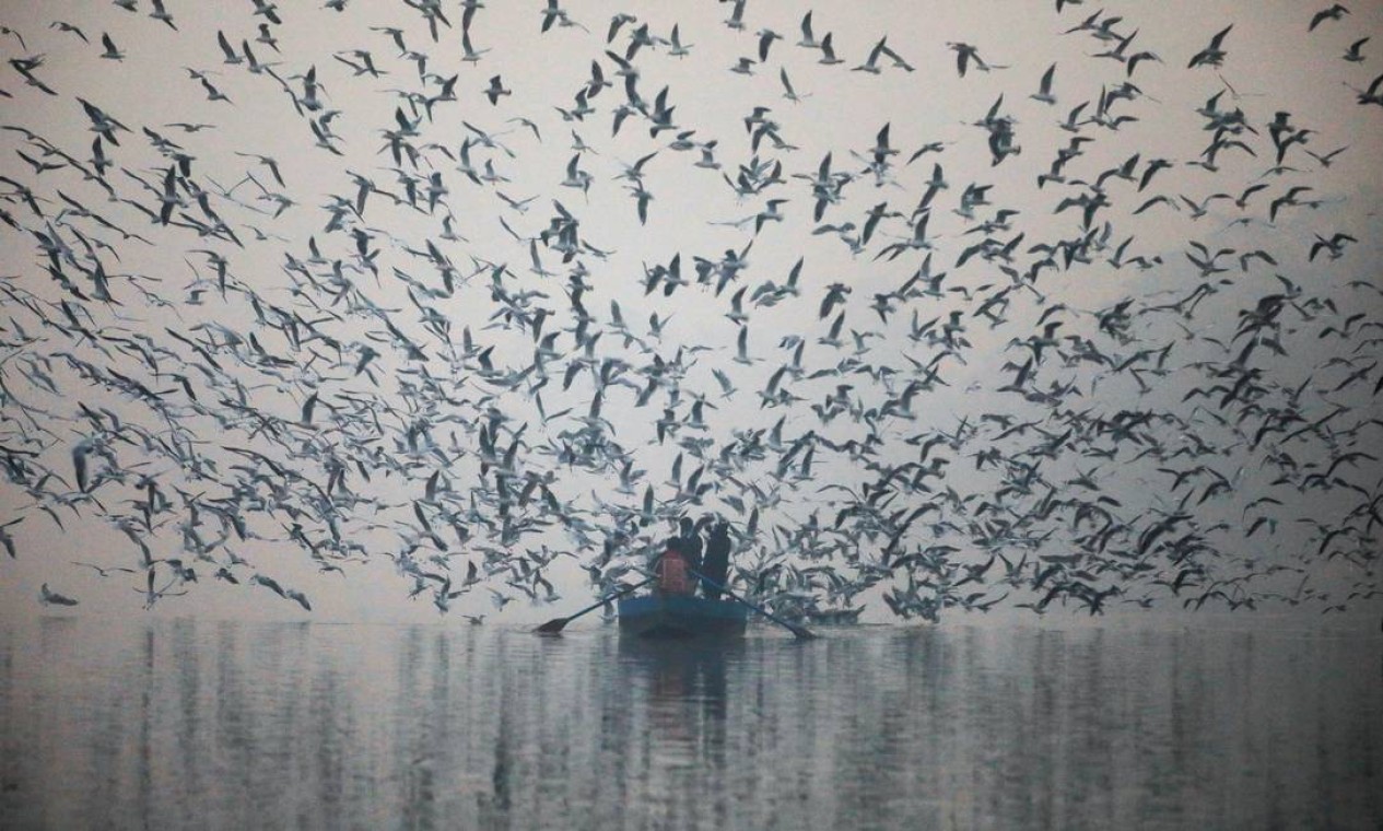 Pessoas alimentam gaivotas em um barco no rio Yamuna, em uma manhã enfumaçada em Nova Delhi, Índi Foto: NAVESH CHITRAKAR / Reuters