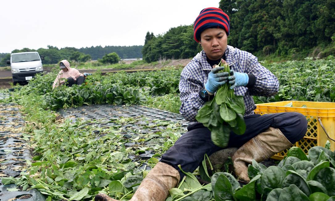 Agricultor tailandês trabalhando no Japão: país estuda novas regras para imigrantes Foto: Malcolm Foster / REUTERS/6-6-2018