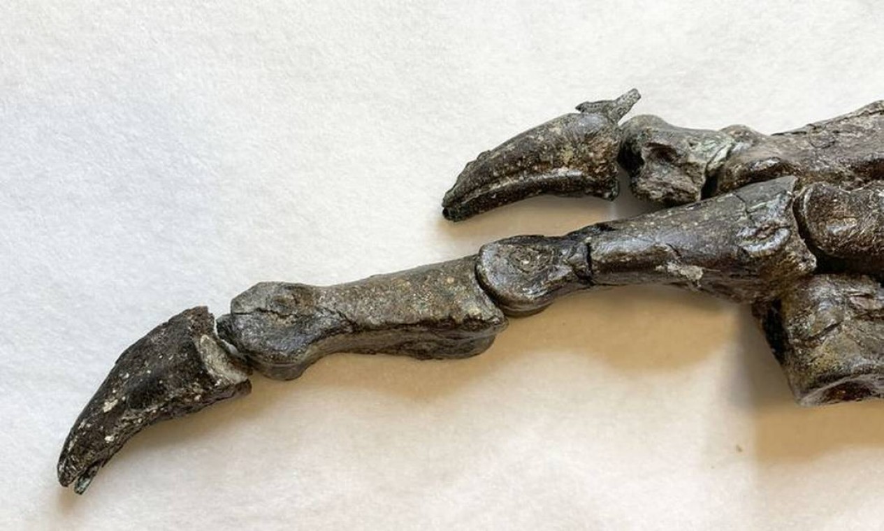 CARIRI (CE) - Detalhe do pé do fóssil do Aratasaurus museunacionali, encontrado no Ceará, em 2008 – o fóssil 'sobreviveu' ao incêndio do Museu Nacional, no Rio Foto: Juliana Sayão/Museu Nacional