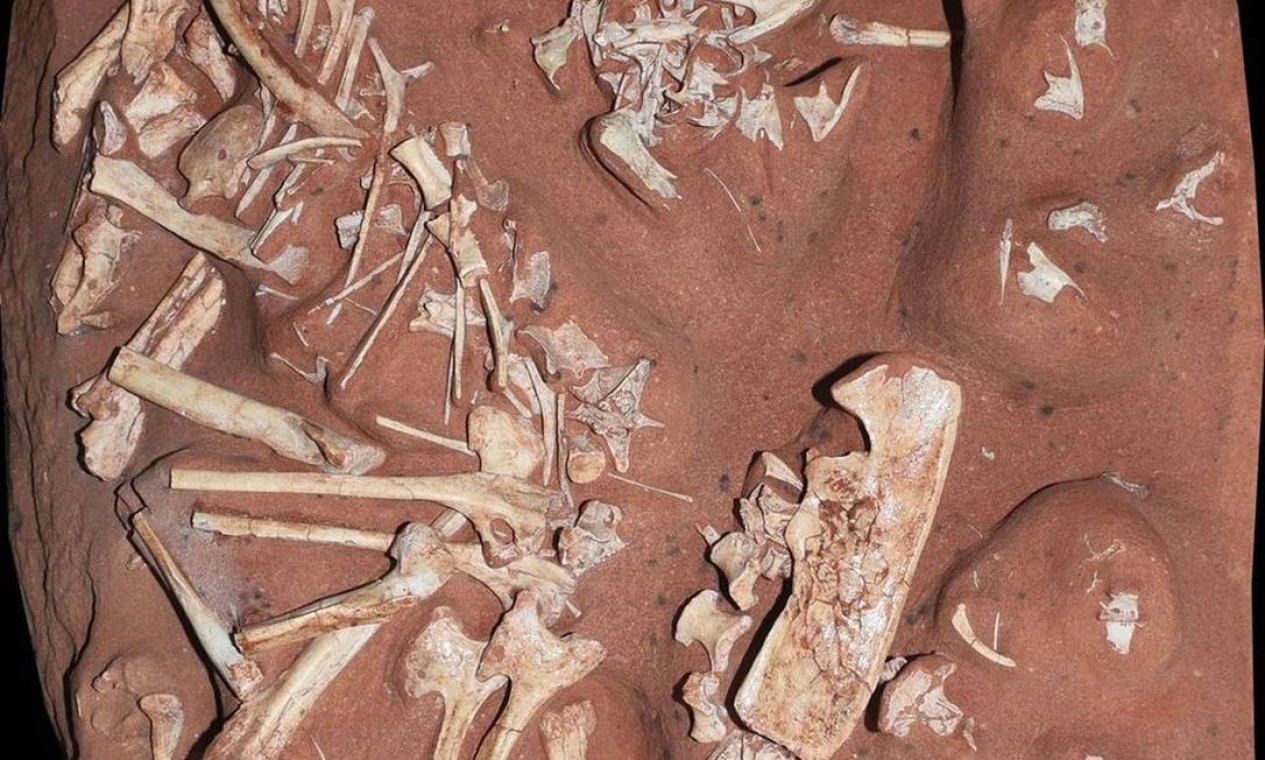 Boa preservação dos fósseis foi decisiva para classificação da espécie Foto: Museu Nacional