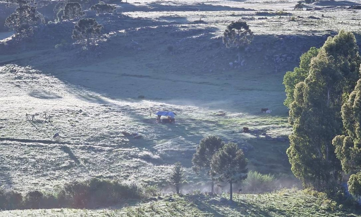 Vegetação do Vale do Caminhos das Neves ficou coberta de gelo pela manhã Foto: Mycchel Legnaghi / São Joaquim Online