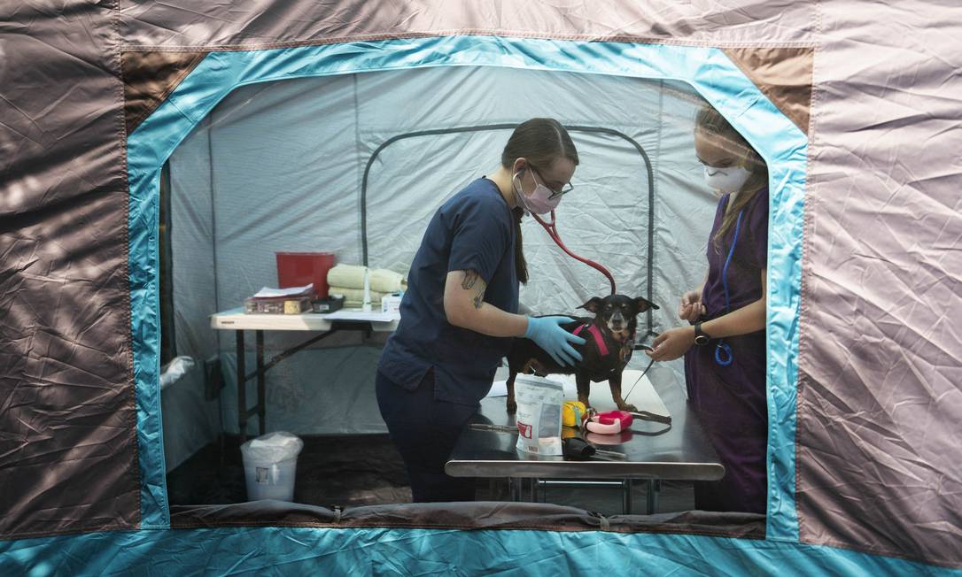 Cachorro é examinado em um abrigo de Seattle, nos EUA, em agosto de 2020. Foto: RUTH FREMSON / NYT