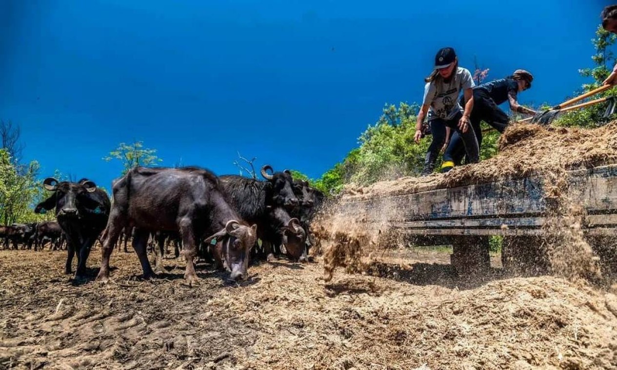 Abandono dos búfalos de Brotas é um dos maiores casos de maus tratos animais já vistos no Brasil, dizem ativistas Foto: Reprodução