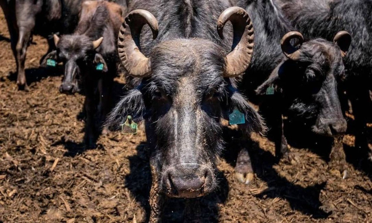 O abandono, ao que tudo indica proposital, de ao menos 1.056 búfalas no sítio de Água Sumida, no município de Brotas (SP) Foto: Reprodução