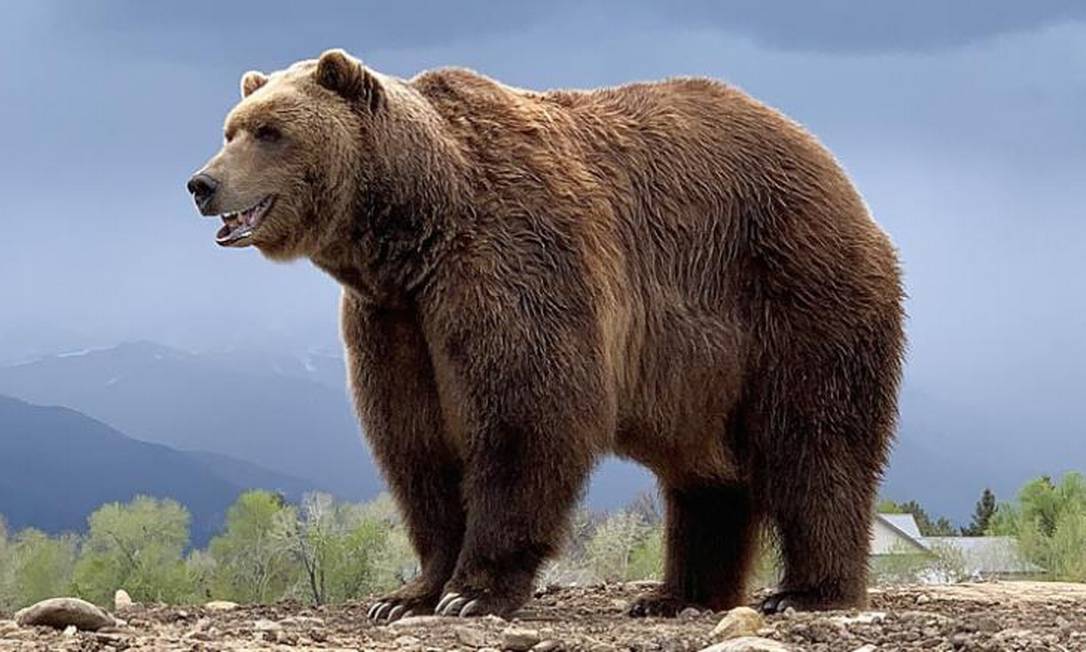 Bart The Bear, urso ator de Game of Thrones, morre aos 21 anos Foto: Vital Ground Foundation/Reprodução Redes Sociais