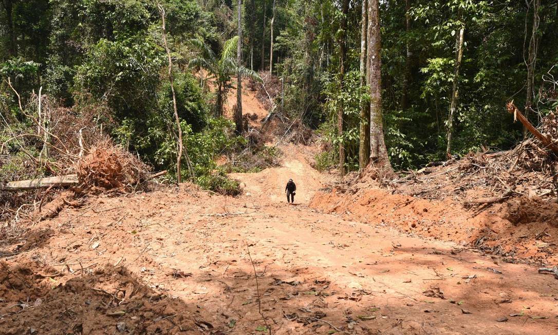 Funcionário do estado do Pará inspeciona área desmatada no município de Pacajá, a 620 km de Belém Foto: EVARISTO SA / AFP/22-9-21