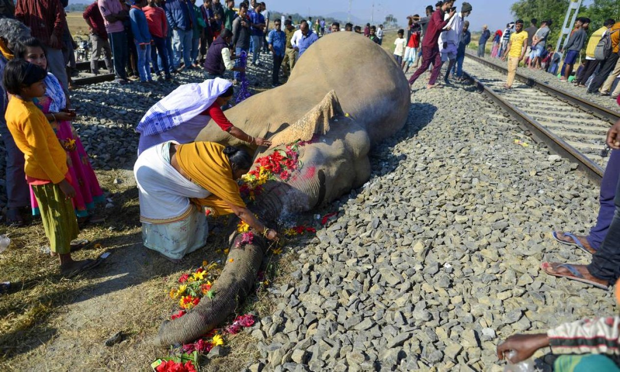 Elerfante que morreu após colidir de lado com um trem em Morigaon, Assam, Índia, recebe homenagens de moradores locais Foto: BIJU BORO / AFP