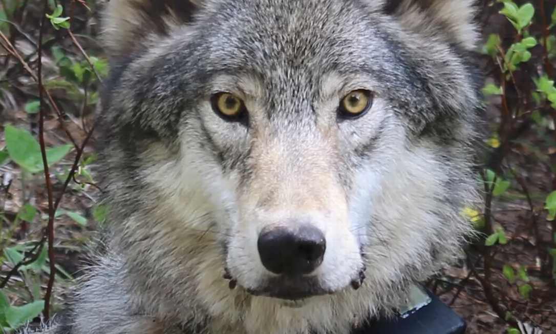 Lobos cinzentos foram envenenados no Oregon Foto: Reprodução Youtube/Rimrock Collective 