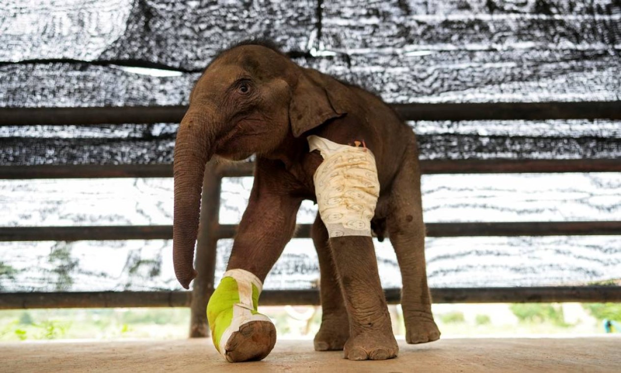 Bebê elefante resgatado na Tailândia Foto: ATHIT PERAWONGMETHA / REUTERS